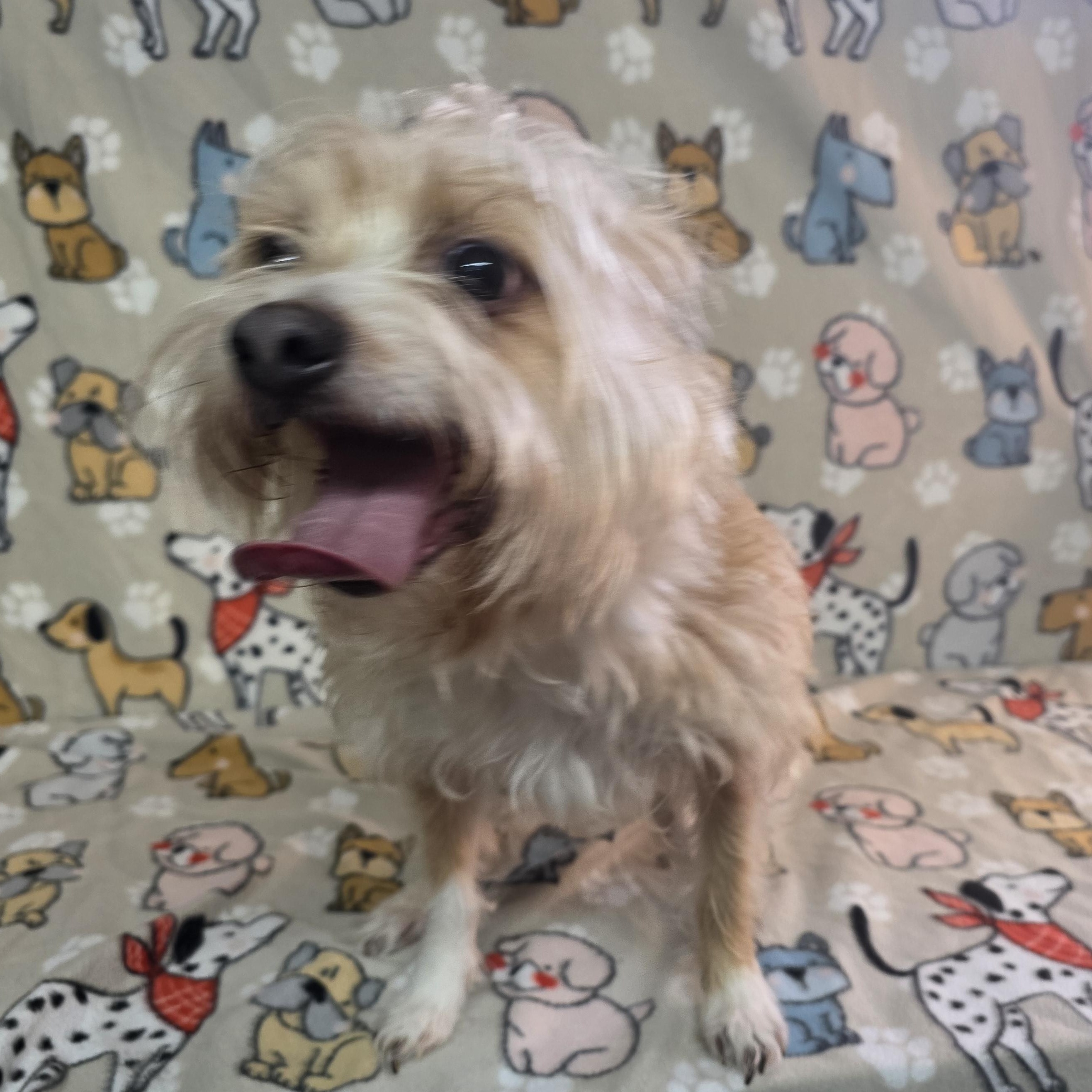 Enlarge Jasper, a ADOPTABLE mixed breed in Dallas, GA image 3/6