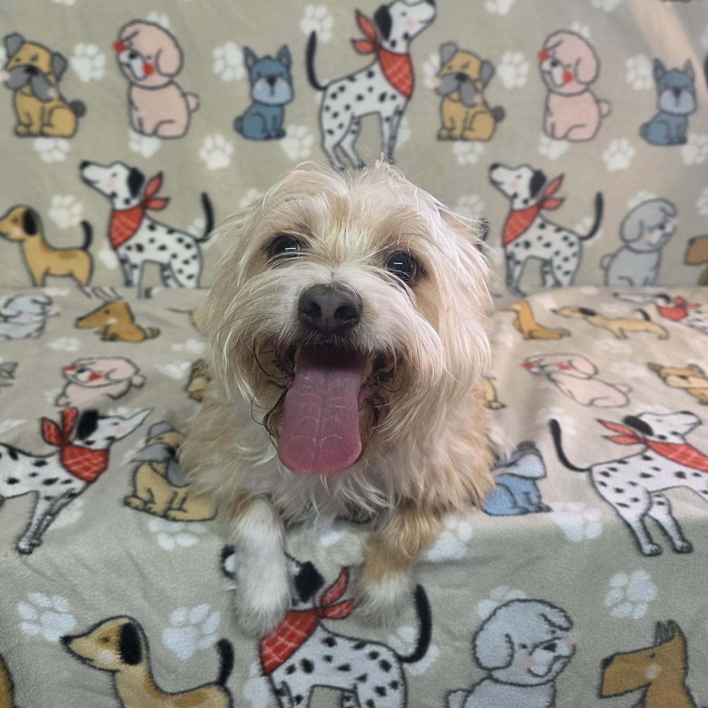 Enlarge Jasper, a ADOPTABLE mixed breed in Dallas, GA image 2/6