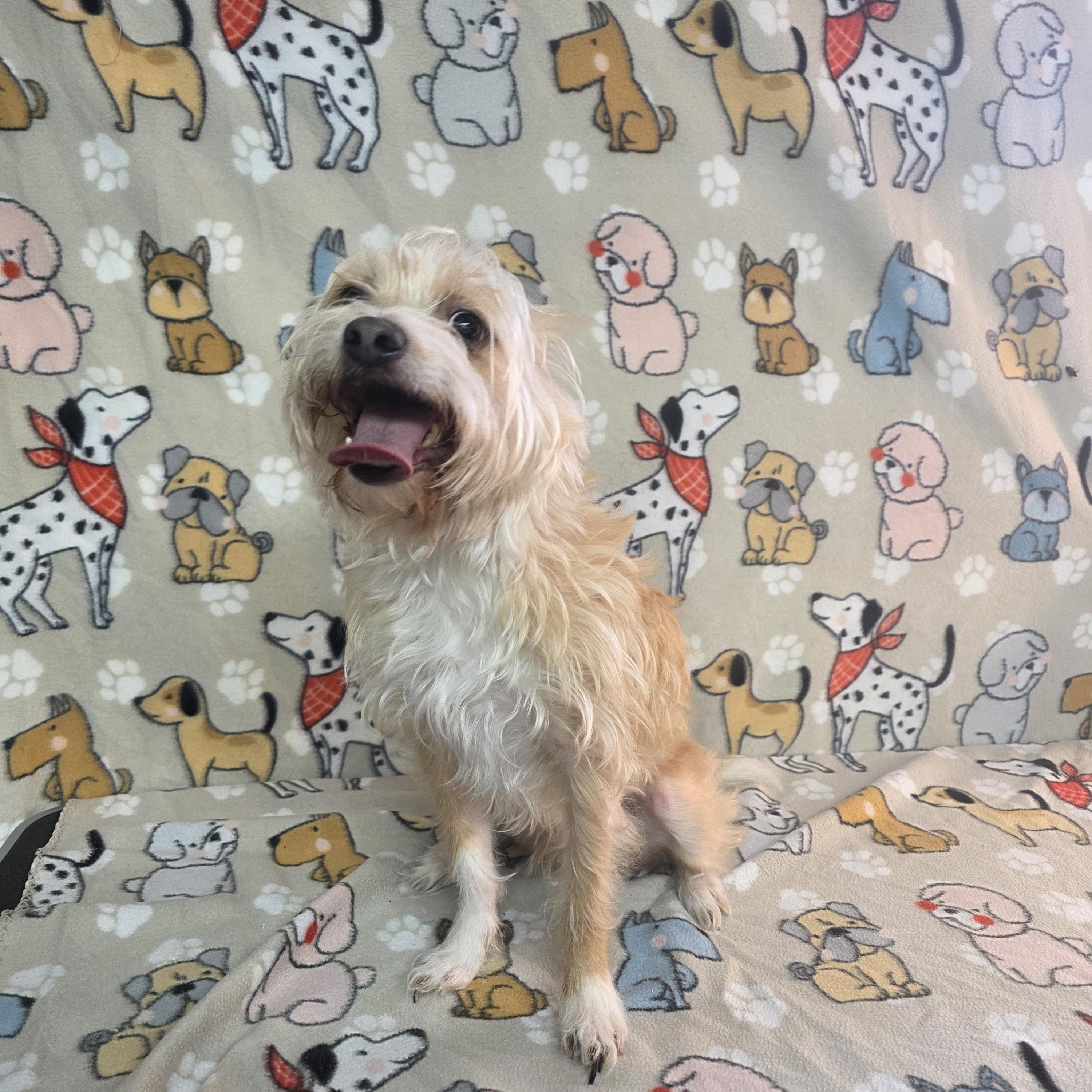 Enlarge Jasper, a ADOPTABLE mixed breed in Dallas, GA image 4/6