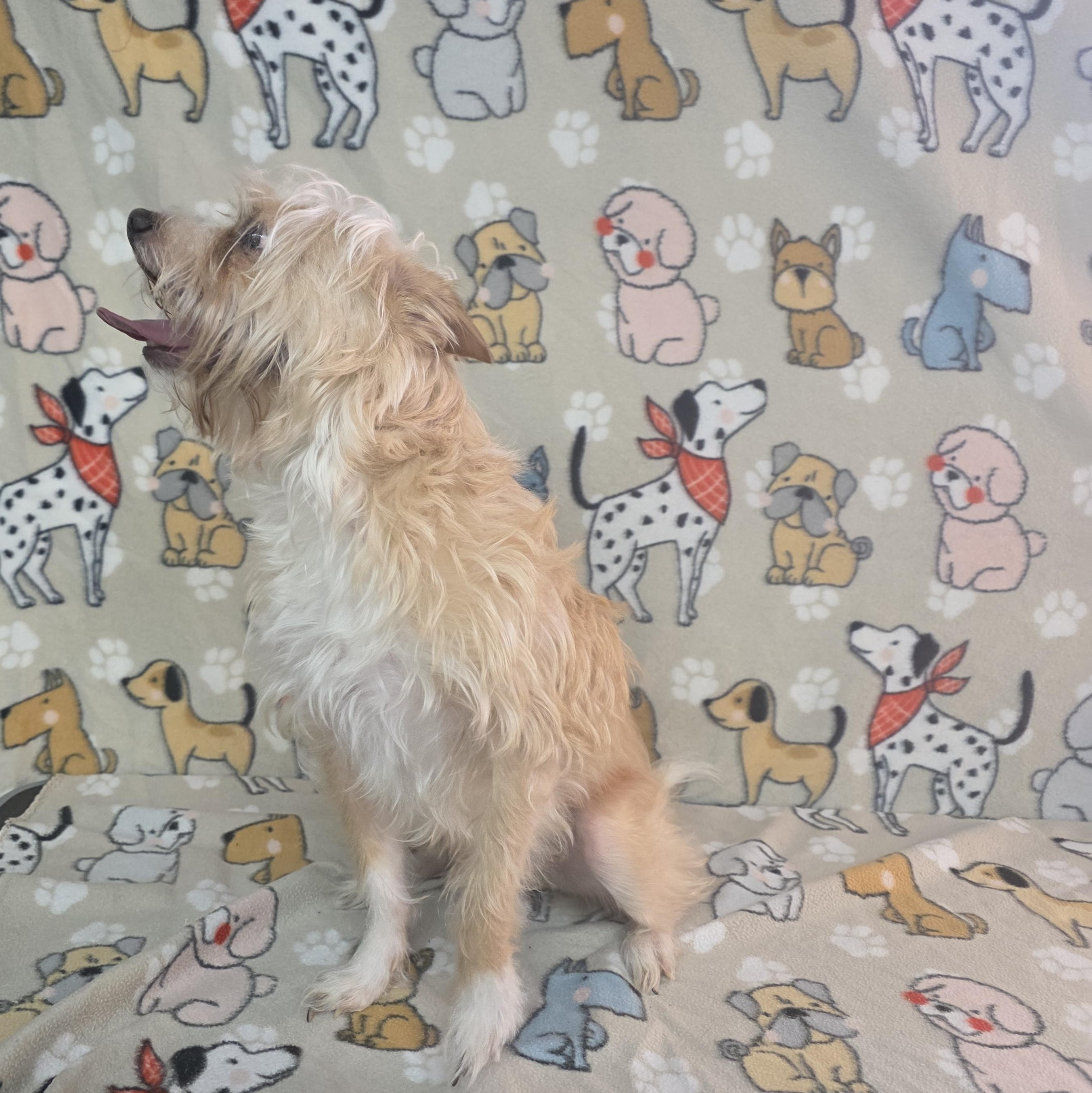 Enlarge Jasper, a ADOPTABLE mixed breed in Dallas, GA image 6/6