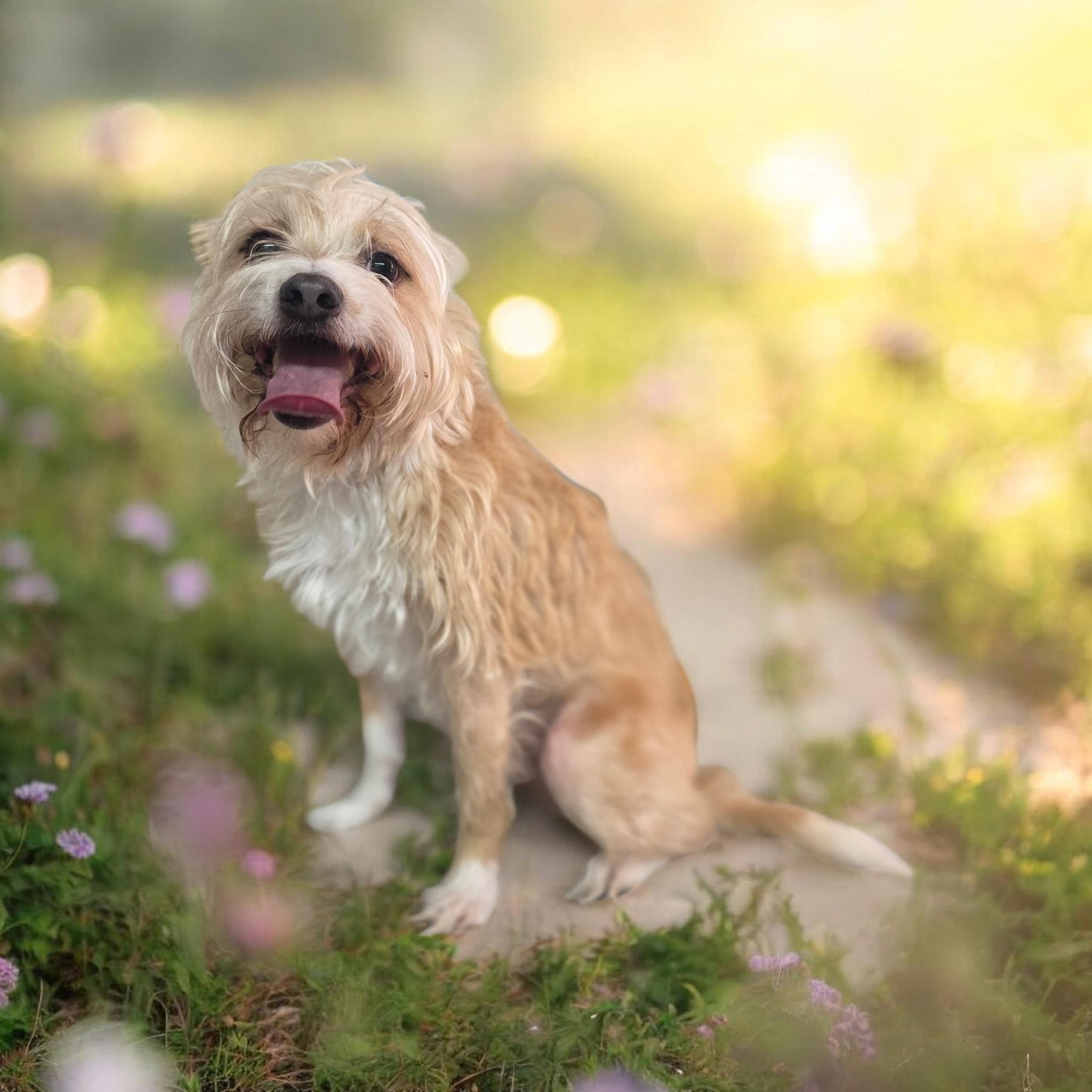 Jasper, ADOPTABLE, Adult Male Terrier & Yorkshire Terrier.