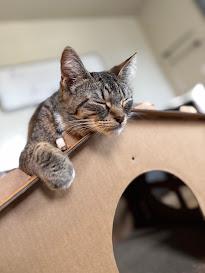 Enlarge Tortellini, a Adoptable Domestic Short Hair in Hillsboro, OR image 4/6