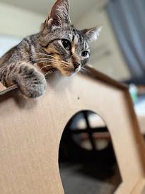 Enlarge Tortellini, a Adoptable Domestic Short Hair in Hillsboro, OR image 5/6