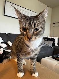 Tortellini, Adoptable, Adult Female Domestic Short Hair.