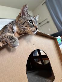 Enlarge Tortellini, a Adoptable Domestic Short Hair in Hillsboro, OR image 2/6