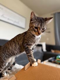 Enlarge Tortellini, a Adoptable Domestic Short Hair in Hillsboro, OR image 6/6