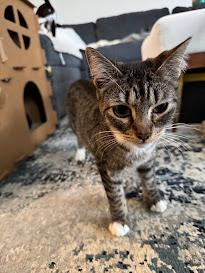 Enlarge Tortellini, a Adoptable Domestic Short Hair in Hillsboro, OR image 3/6