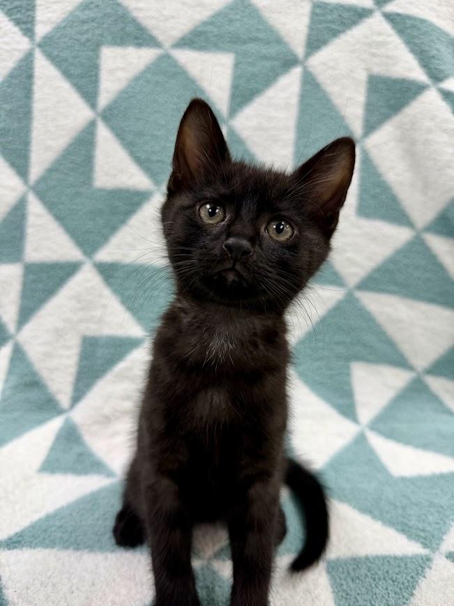 Enlarge Skipjack, an adopted Domestic Short Hair in Columbus, OH image 4/4
