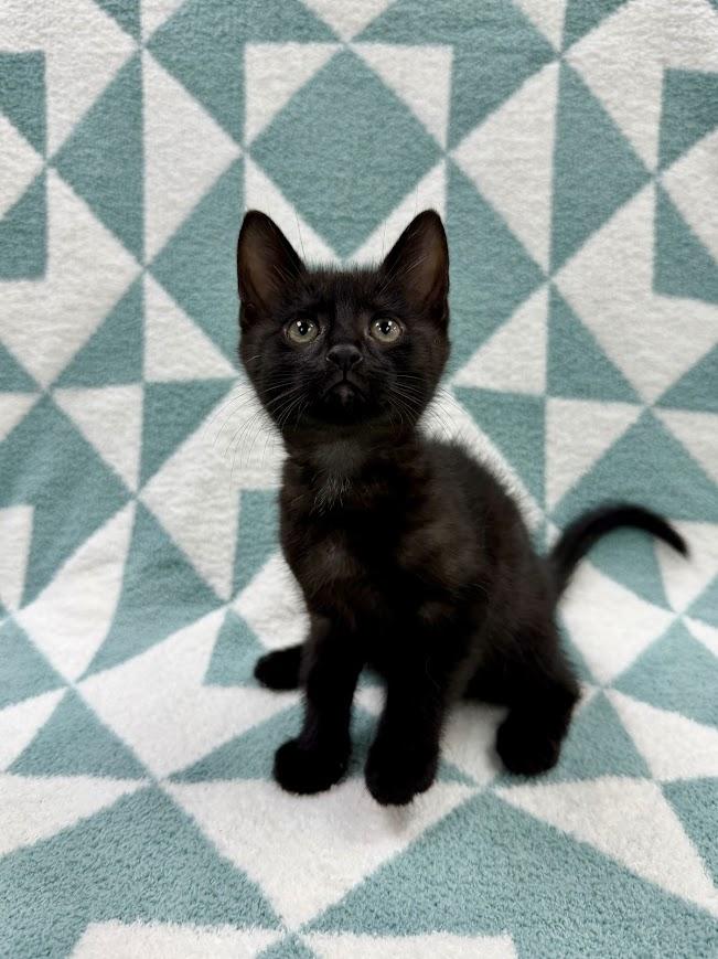 Enlarge Skipjack, an adopted Domestic Short Hair in Columbus, OH image 3/4