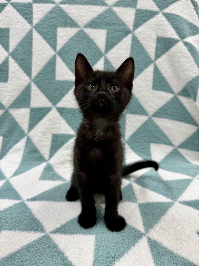 Enlarge Skipjack, an adopted Domestic Short Hair in Columbus, OH image 2/4