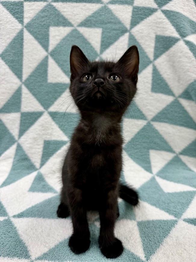 Enlarge Skipjack, an adopted Domestic Short Hair in Columbus, OH image 1/4