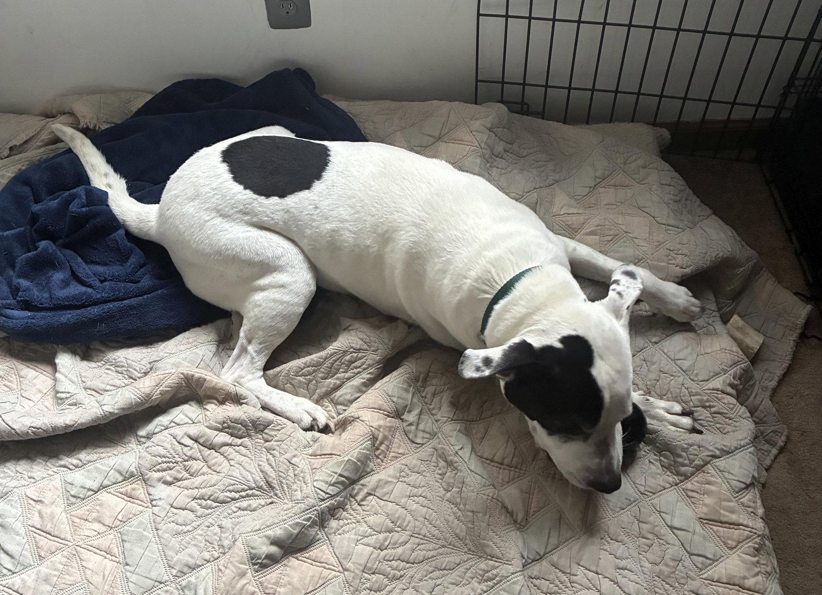Rockyroad, Adoptable, Adult Male Pit Bull Terrier.