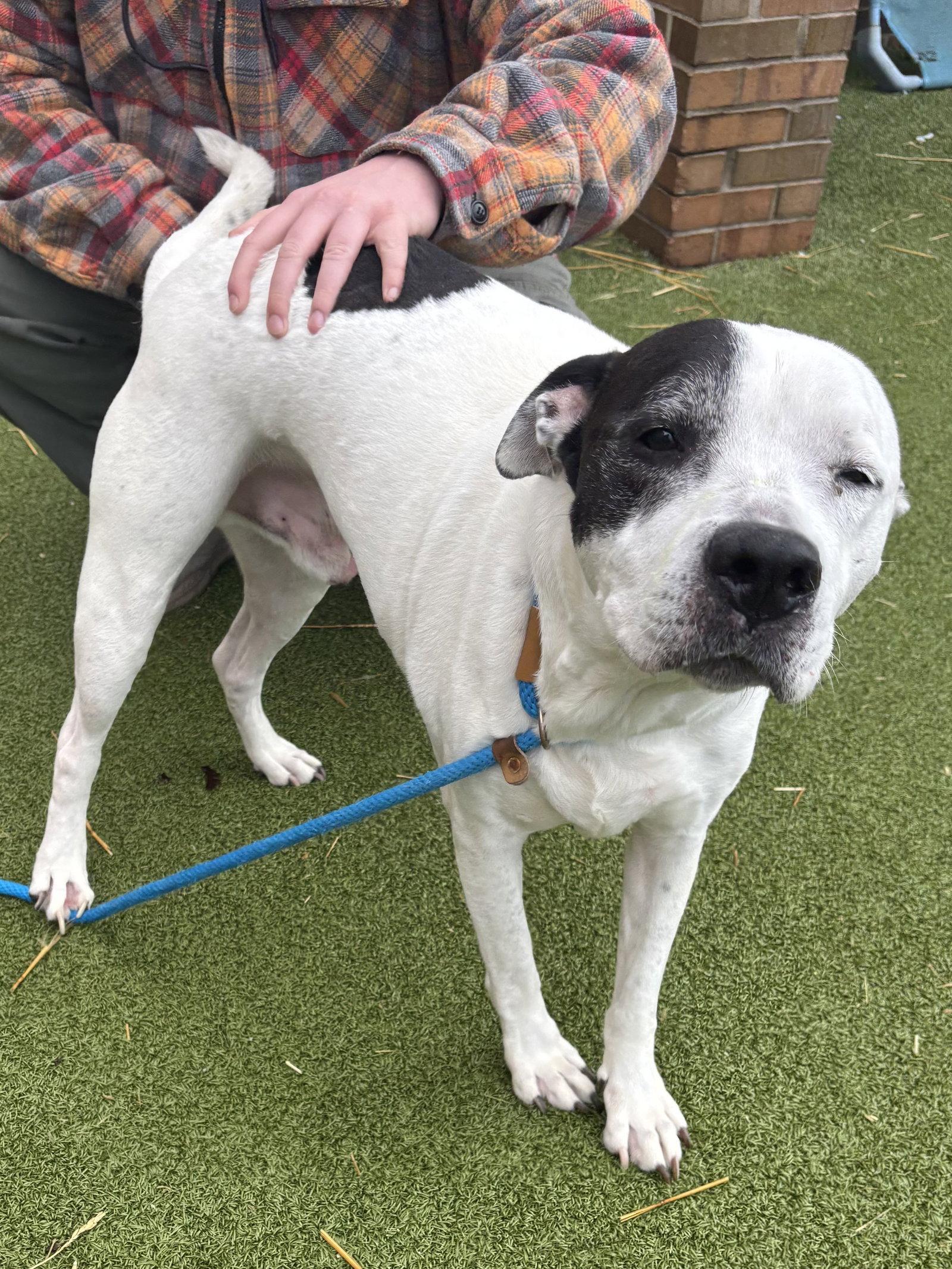 Rockyroad, a Adoptable Pit Bull Terrier in Livonia, MI image 2/3