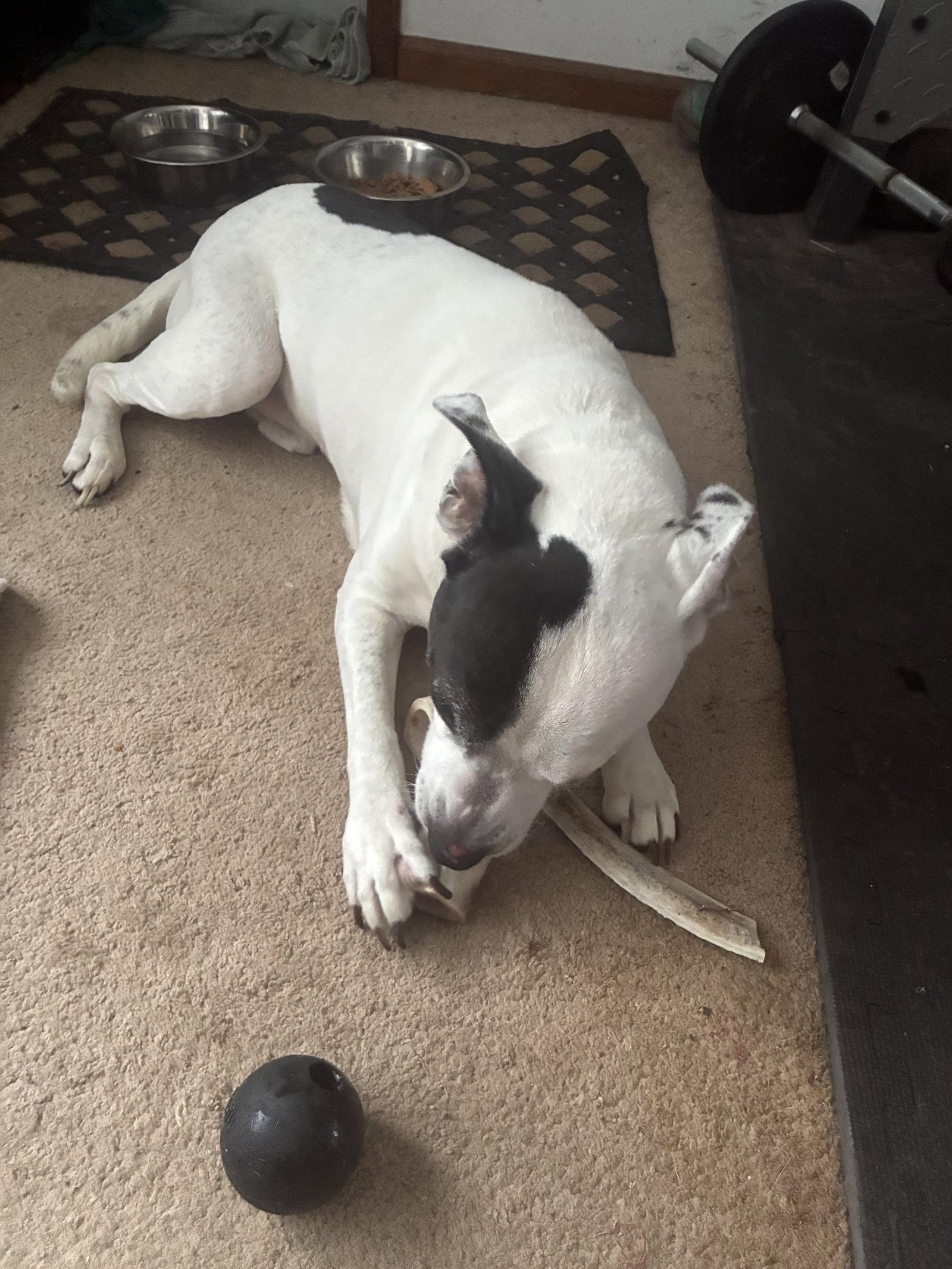 Rockyroad, a Adoptable Pit Bull Terrier in Livonia, MI image 3/3