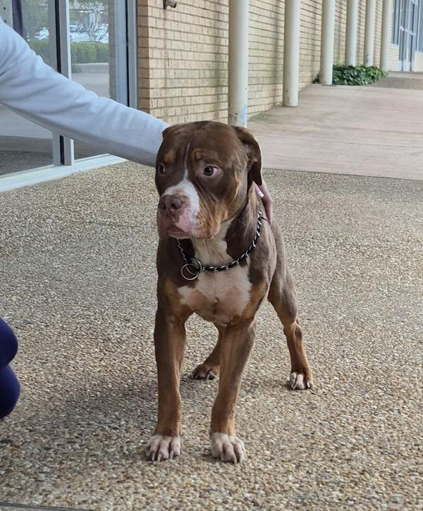 Enlarge Pen 182c Cinnamon, a Adoptable mixed breed in Lawrenceville, GA image 1/1