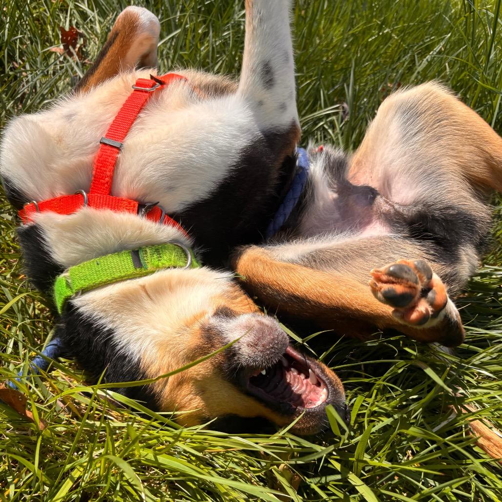 Enlarge Curtis, a Adoptable mixed breed in Rocky Mount, VA image 4/6