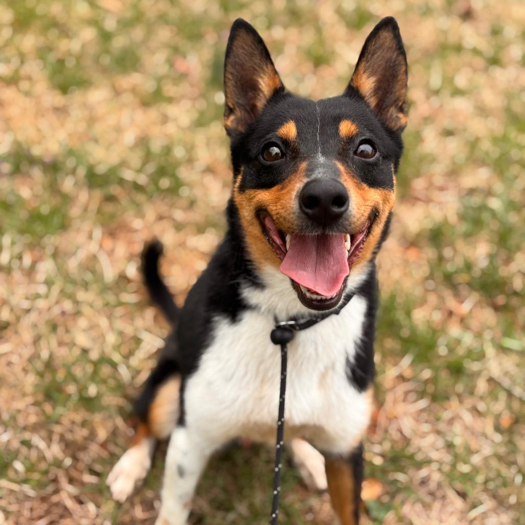 Enlarge Curtis, a Adoptable mixed breed in Rocky Mount, VA image 5/6