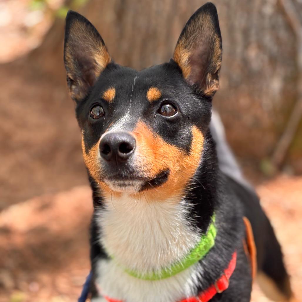 Enlarge Curtis, a Adoptable mixed breed in Rocky Mount, VA image 6/6