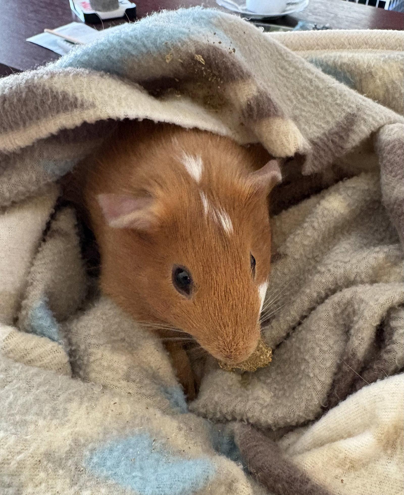 Enlarge Carmela, a Adoptable Guinea Pig in Aurora, IL image 1/3