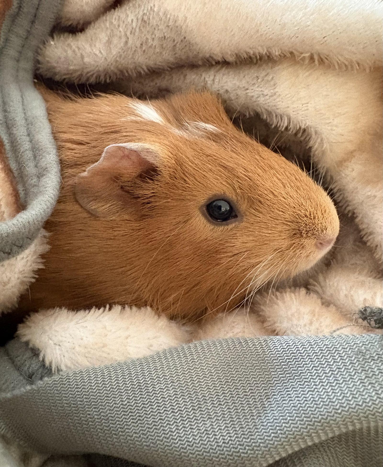 Enlarge Carmela, a Adoptable Guinea Pig in Aurora, IL image 2/3