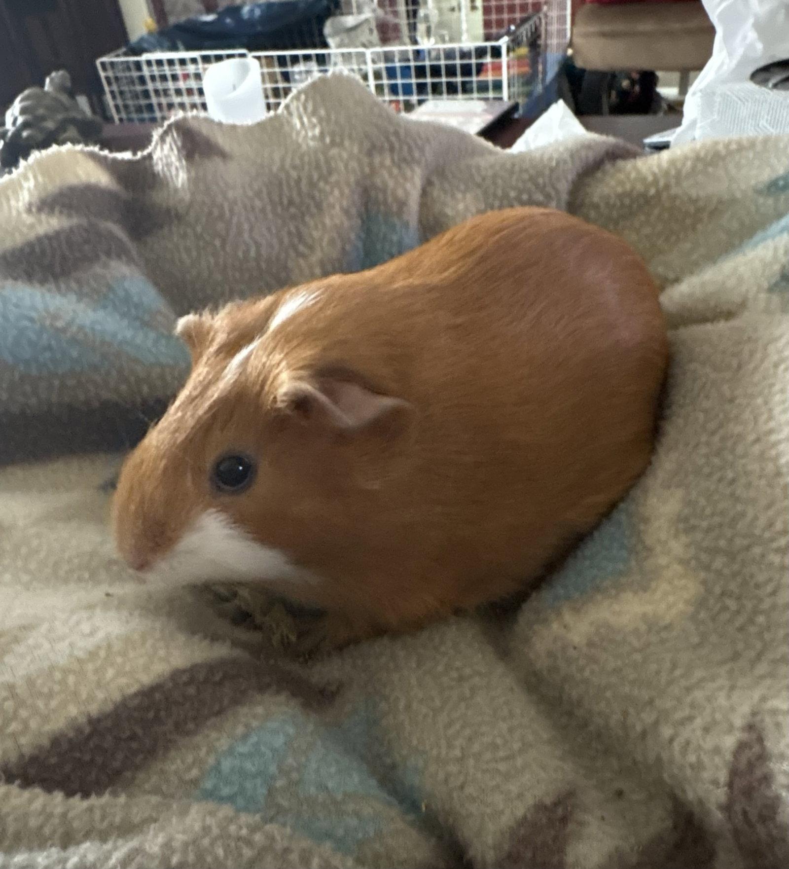 Enlarge Carmela, a Adoptable Guinea Pig in Aurora, IL image 3/3