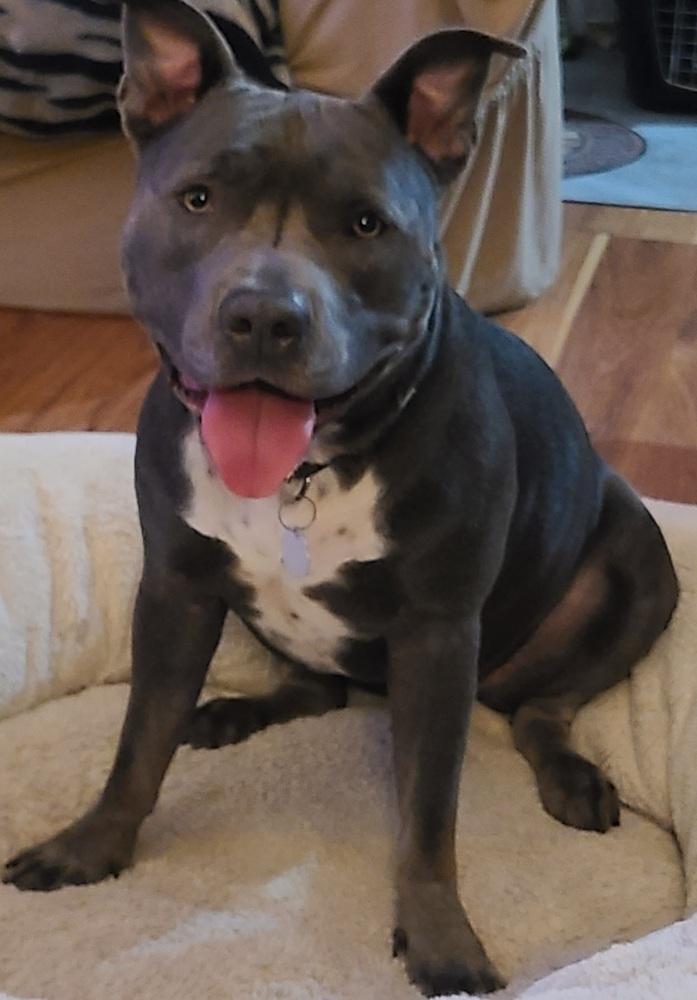 Charity, Adoptable, Adult Female Staffordshire Bull Terrier.