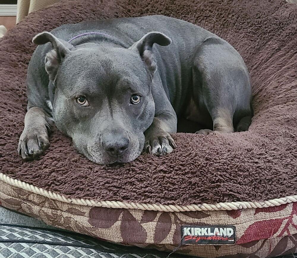 Enlarge Charity, a Adoptable mixed breed in Tigard, OR image 2/5