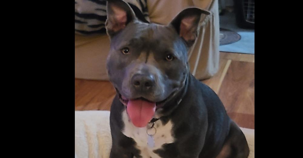 Enlarge Charity, a Adoptable mixed breed in Tigard, OR image 3/5