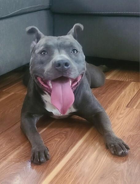Enlarge Charity, a Adoptable mixed breed in Tigard, OR image 2/3