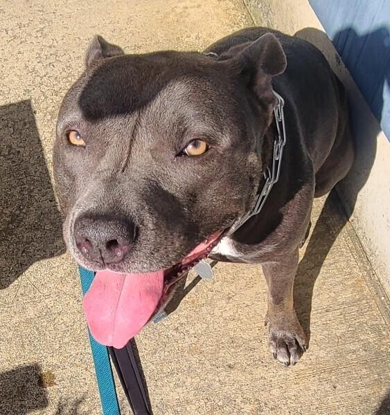 Enlarge Charity, a Adoptable mixed breed in Tigard, OR image 3/3