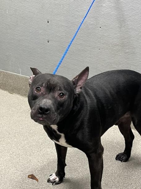 BEANS, Adoptable, Adult Male Pit Bull Terrier & Mixed Breed.