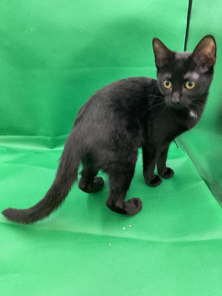 Enlarge Black Widow, a Adoptable Domestic Short Hair in Gonzales, LA image 1/1