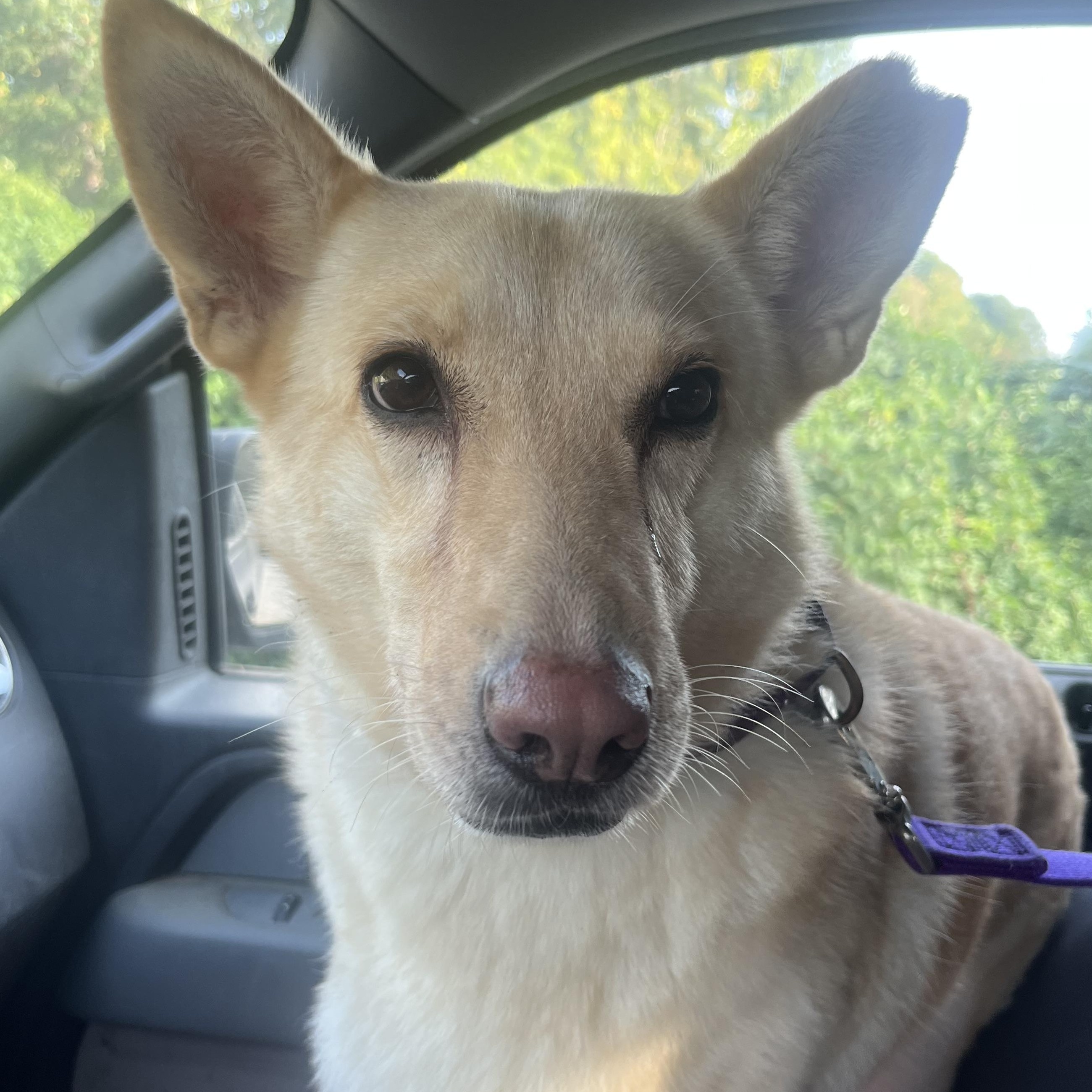 Taylor, a Adoptable mixed breed in North Haven, CT image 1/6