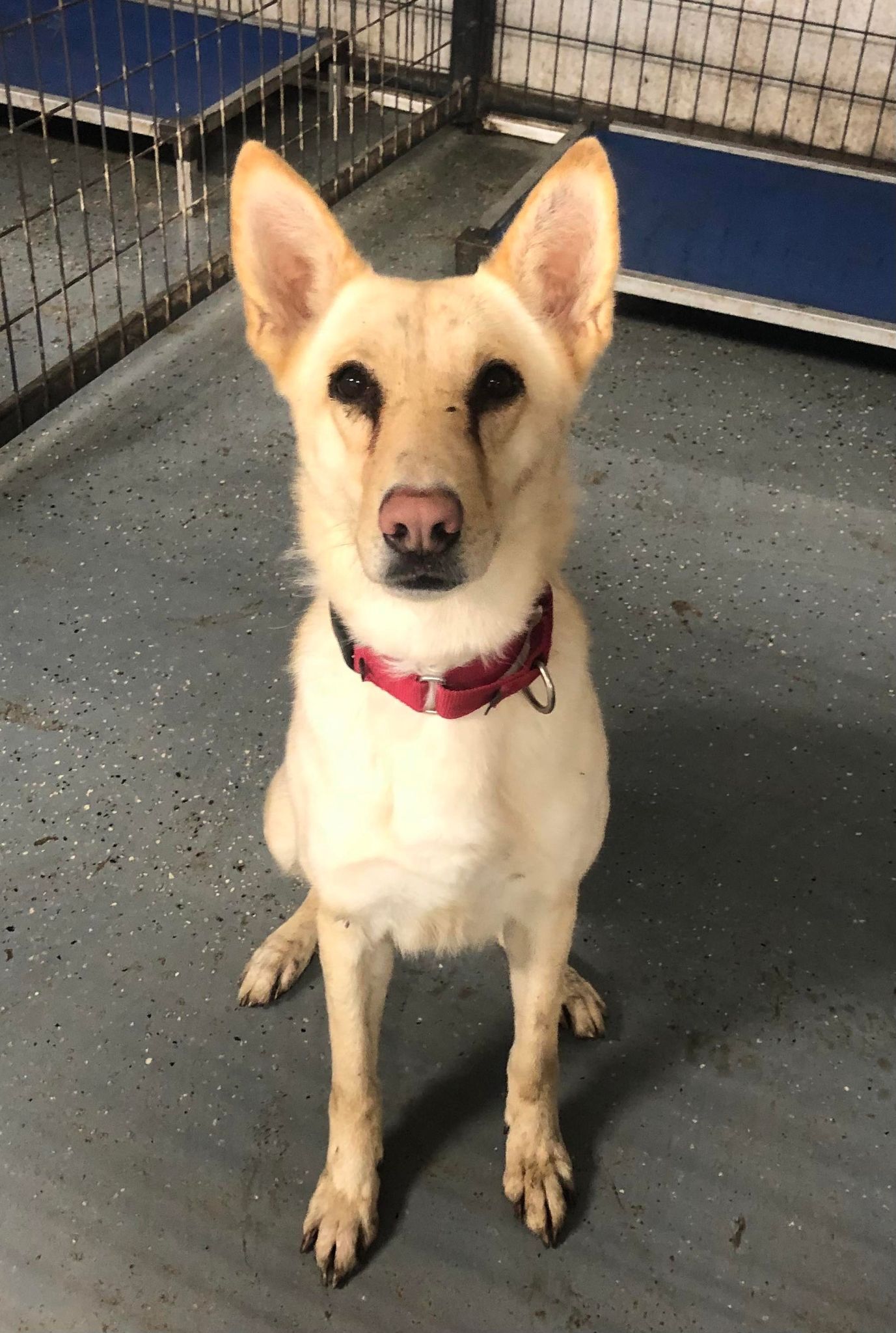 Taylor, a Adoptable mixed breed in North Haven, CT image 2/6