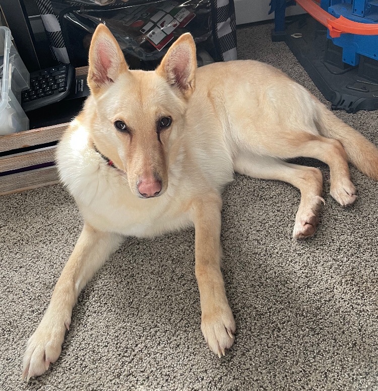 Taylor, a Adoptable mixed breed in North Haven, CT image 3/6