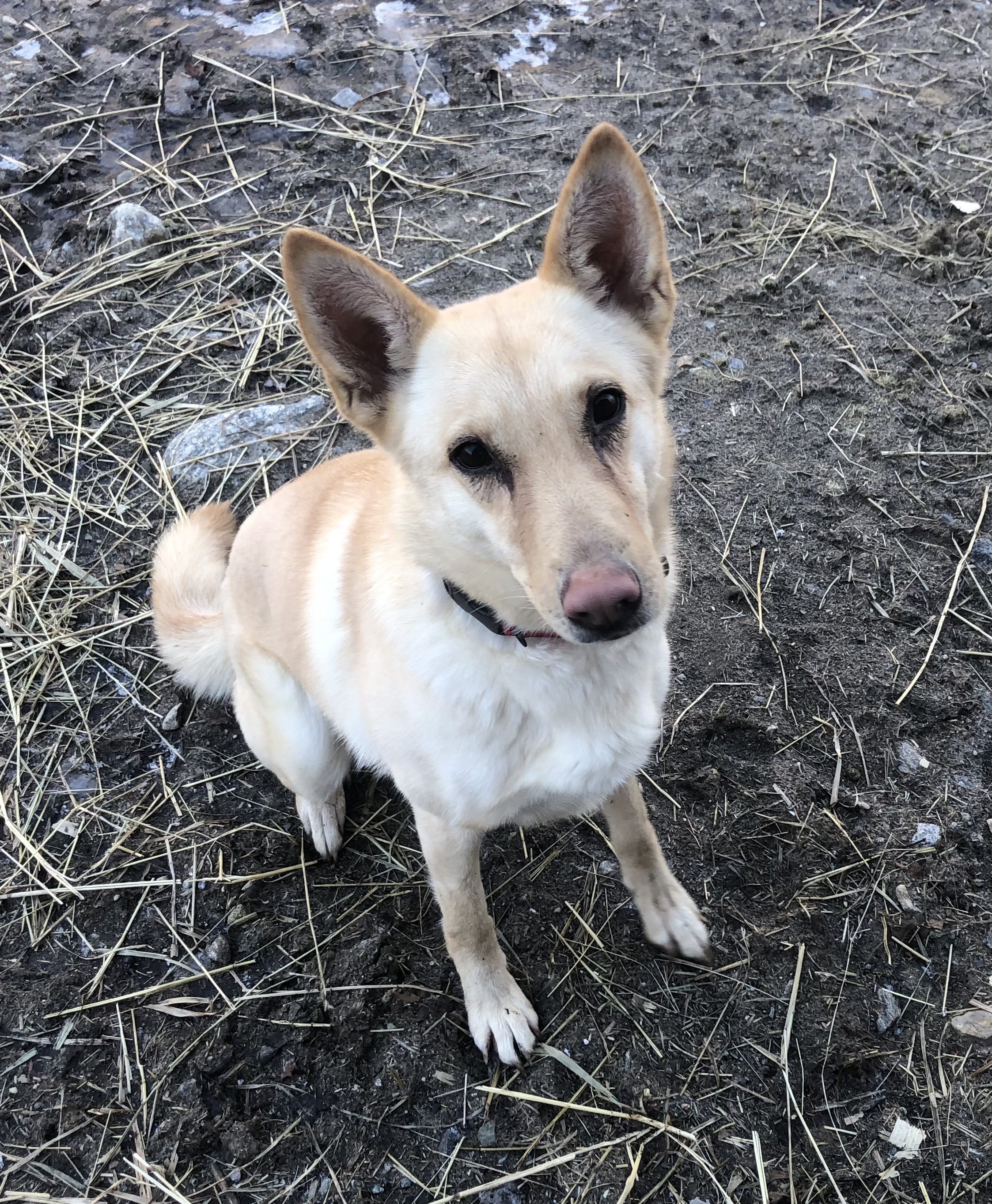 Taylor, a Adoptable mixed breed in North Haven, CT image 4/6