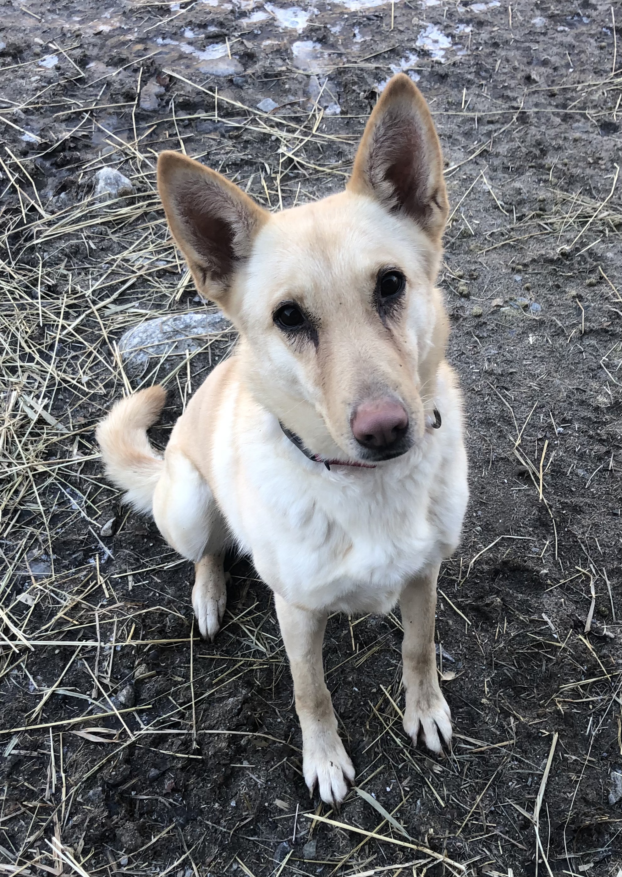 Taylor, a Adoptable mixed breed in North Haven, CT image 6/6