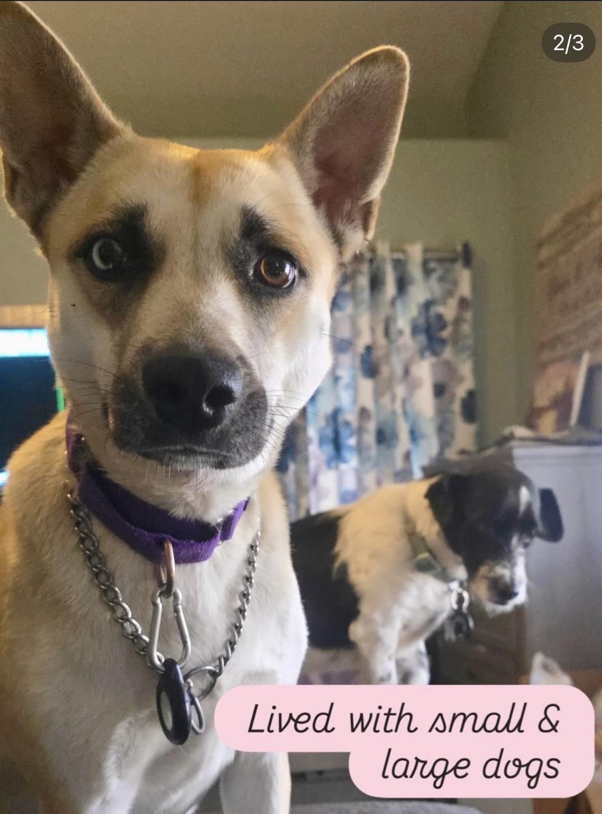 Enlarge URGENT! Foster needed for one month, an adoptable mixed breed in San Clemente, CA image 2/6