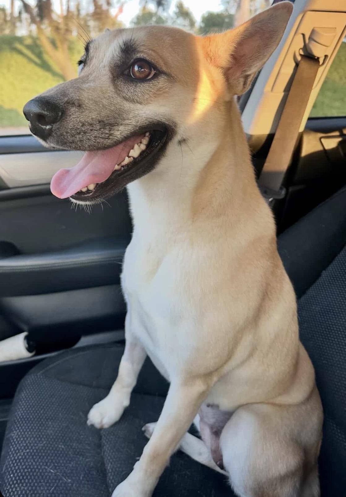 Enlarge URGENT! Foster needed for one month, an adoptable mixed breed in San Clemente, CA image 6/6