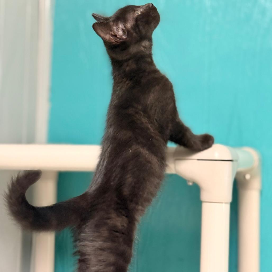 Enlarge Lucy, a Adoptable Domestic Medium Hair in Chariton, IA image 3/4