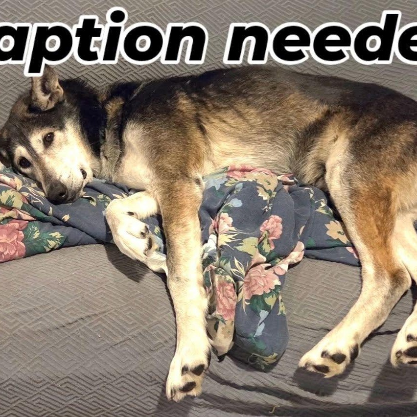 Wolfie, ADOPTABLE, Adult Male German Shepherd Dog & Husky.