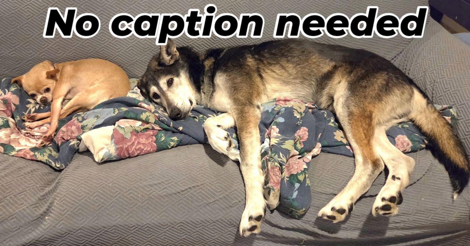 Wolfie, a ADOPTABLE mixed breed in Tunkhannock, PA image 3/3