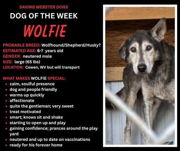 Wolfie, a ADOPTABLE mixed breed in Tunkhannock, PA image 2/3