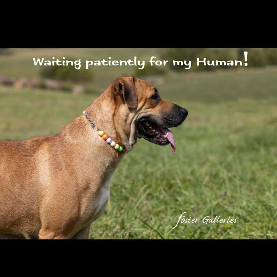 Martha (bonded to Jane) , a ADOPTABLE mixed breed in Greeneville, TN image 6/6