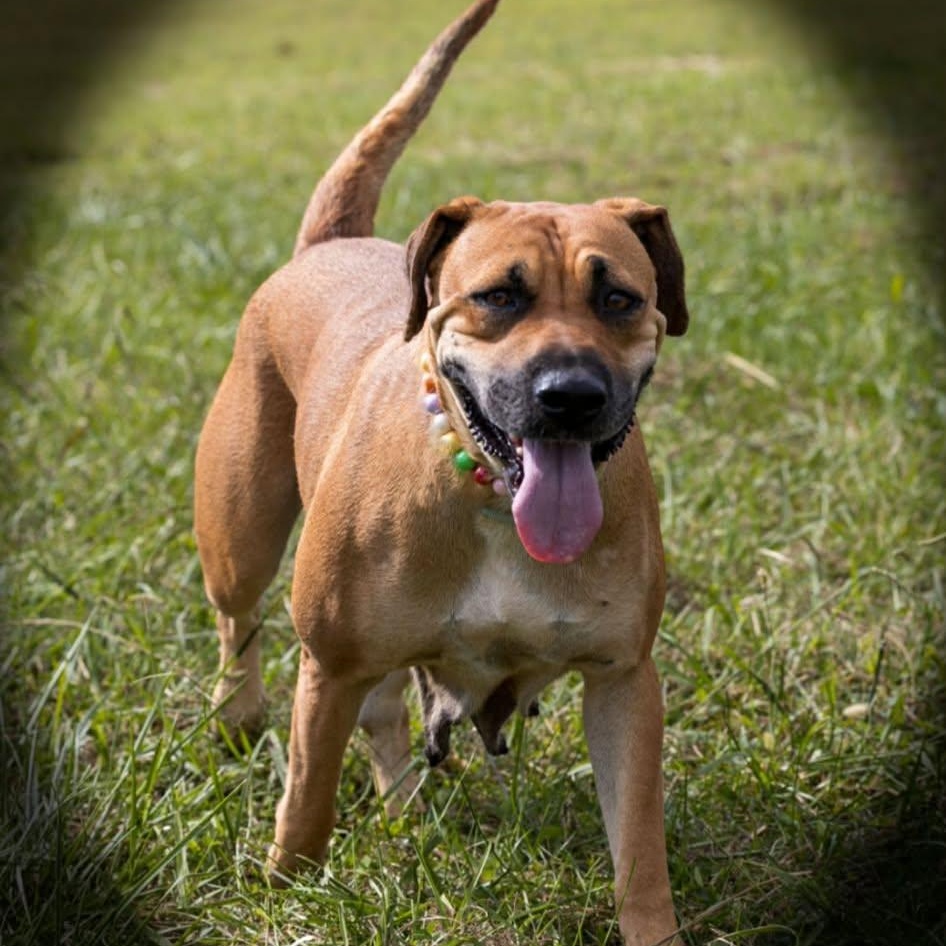 Martha (bonded to Jane) , ADOPTABLE, Adult Female Black Mouth Cur & Mastiff.