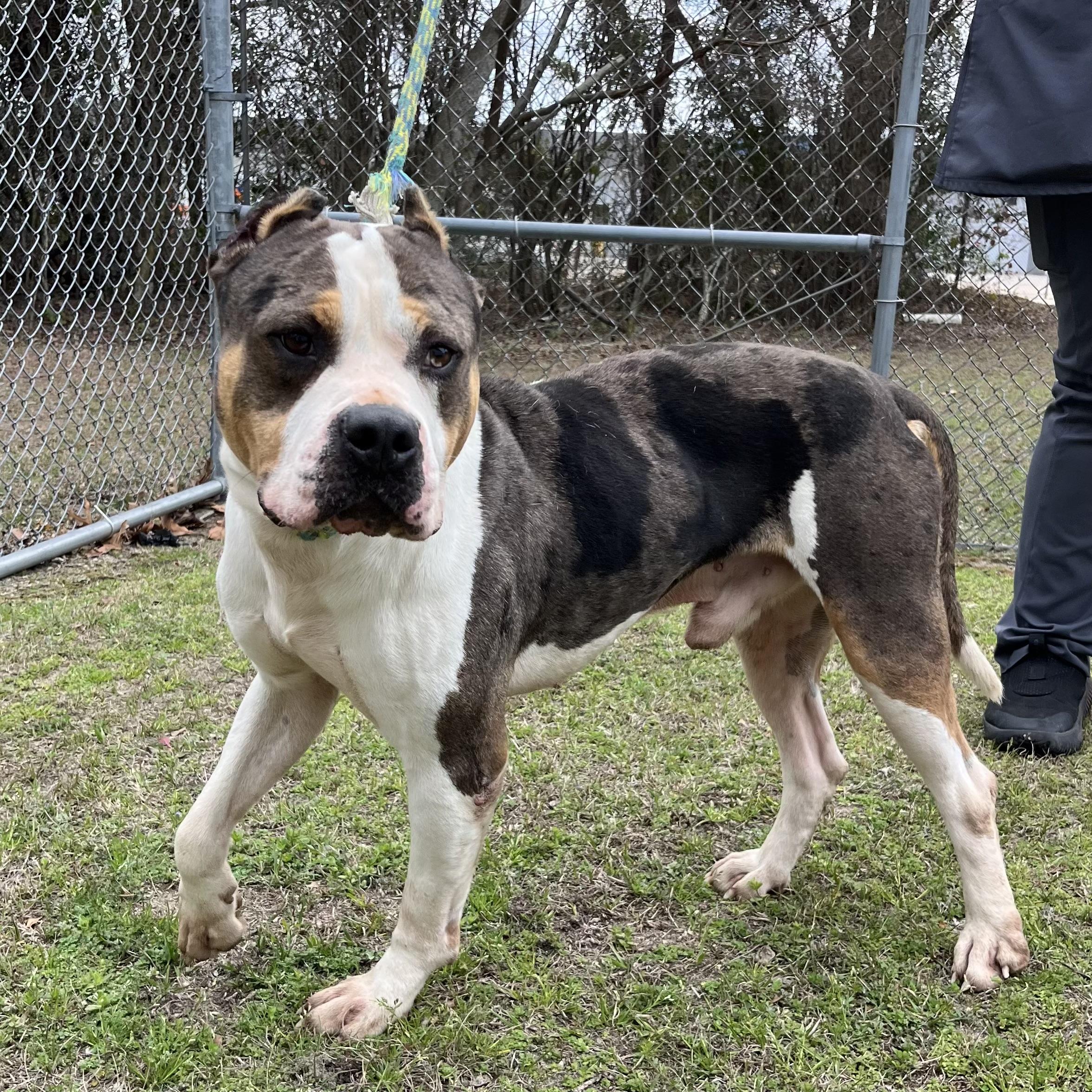 Moose — thumbnail 3