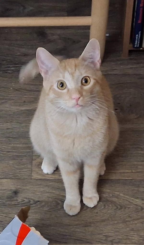 Finnegan, Adopted, Adult Male Tabby.