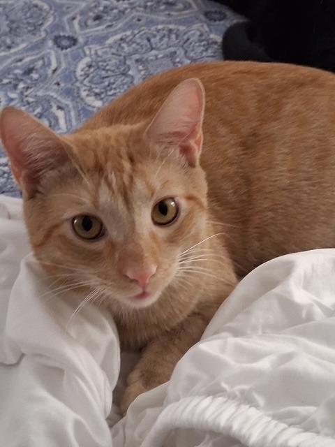 Enlarge Finnegan, a Adopted Tabby in Lawrenceville, GA image 2/2