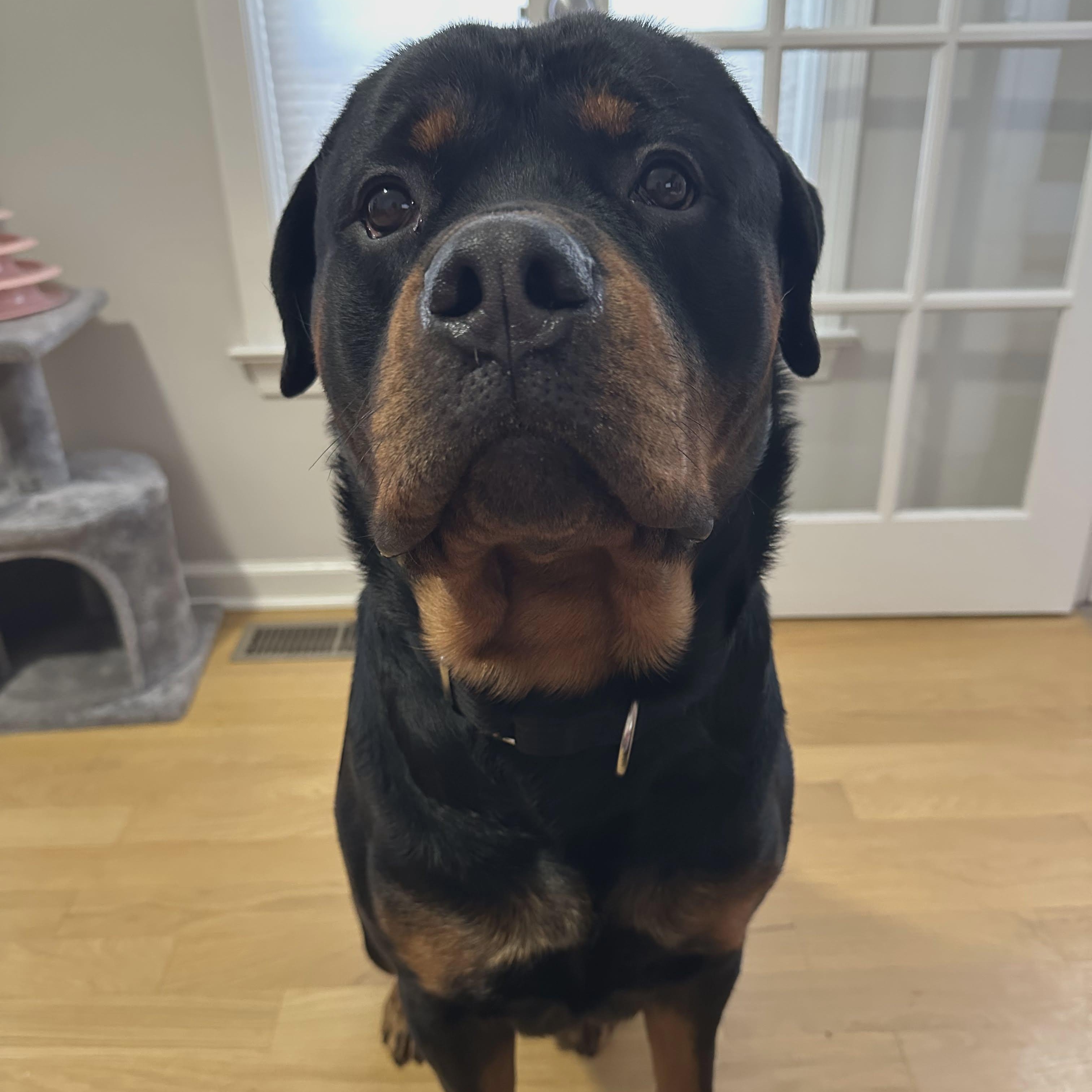 Enlarge Osiris, a ADOPTABLE Rottweiler in Stamford, CT image 5/6