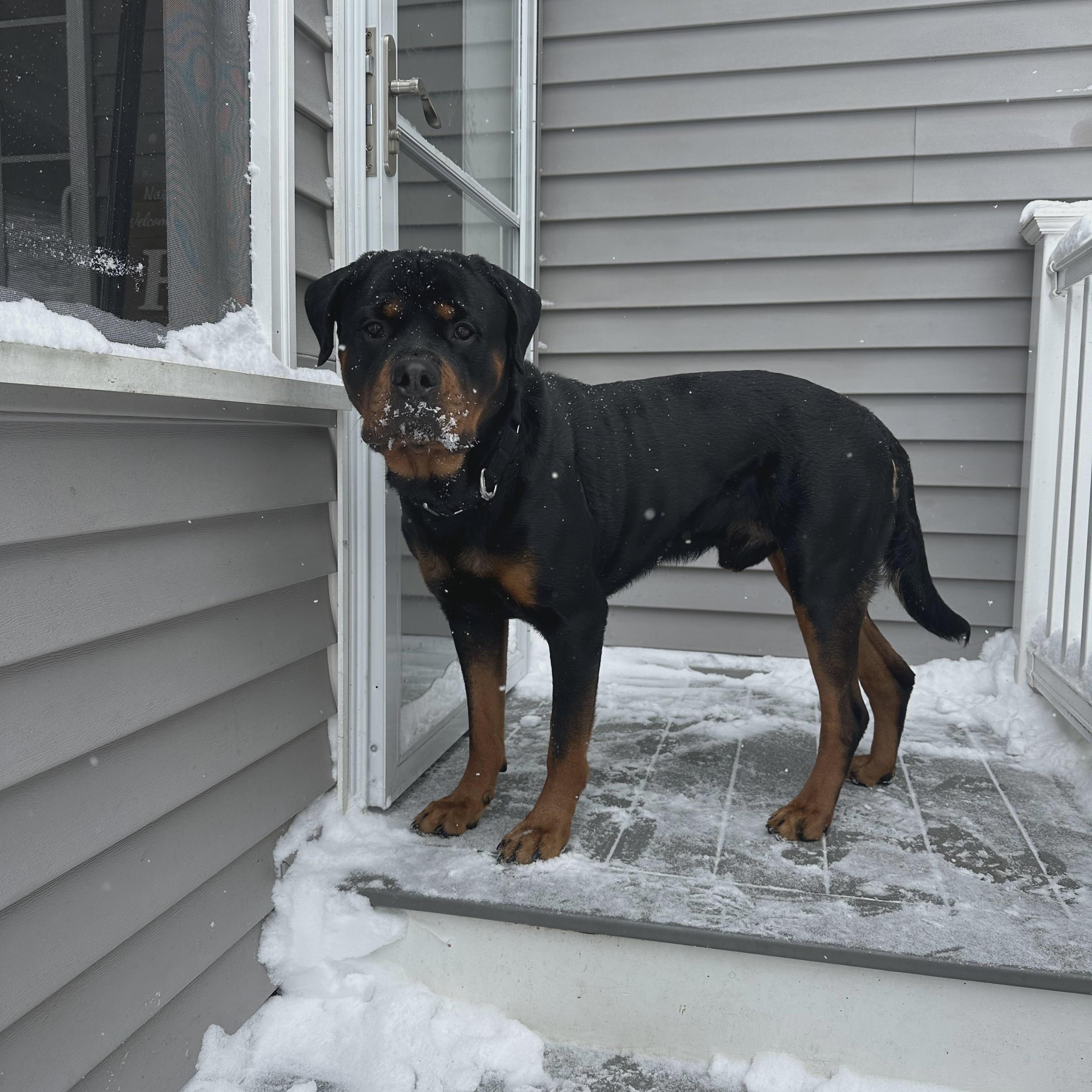 Enlarge Osiris, a ADOPTABLE Rottweiler in Stamford, CT image 3/6